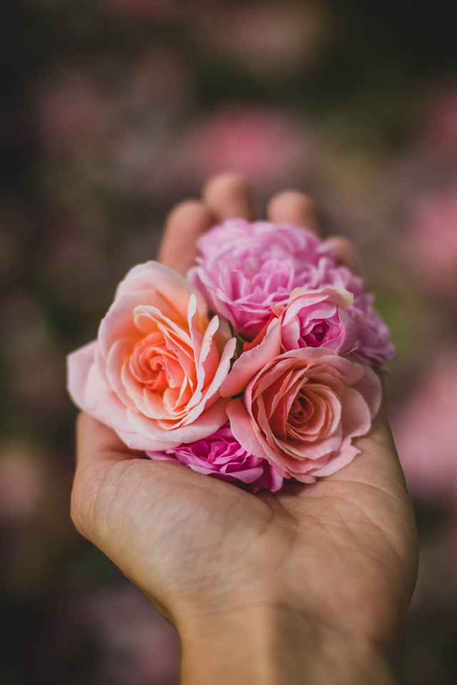 peach and pink roses in the palm of a hand