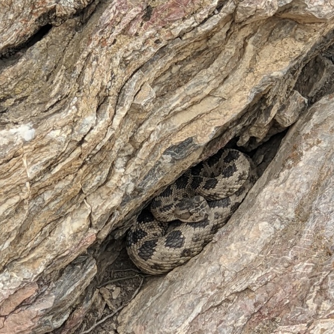 rattle snake coiled in a rock crevice