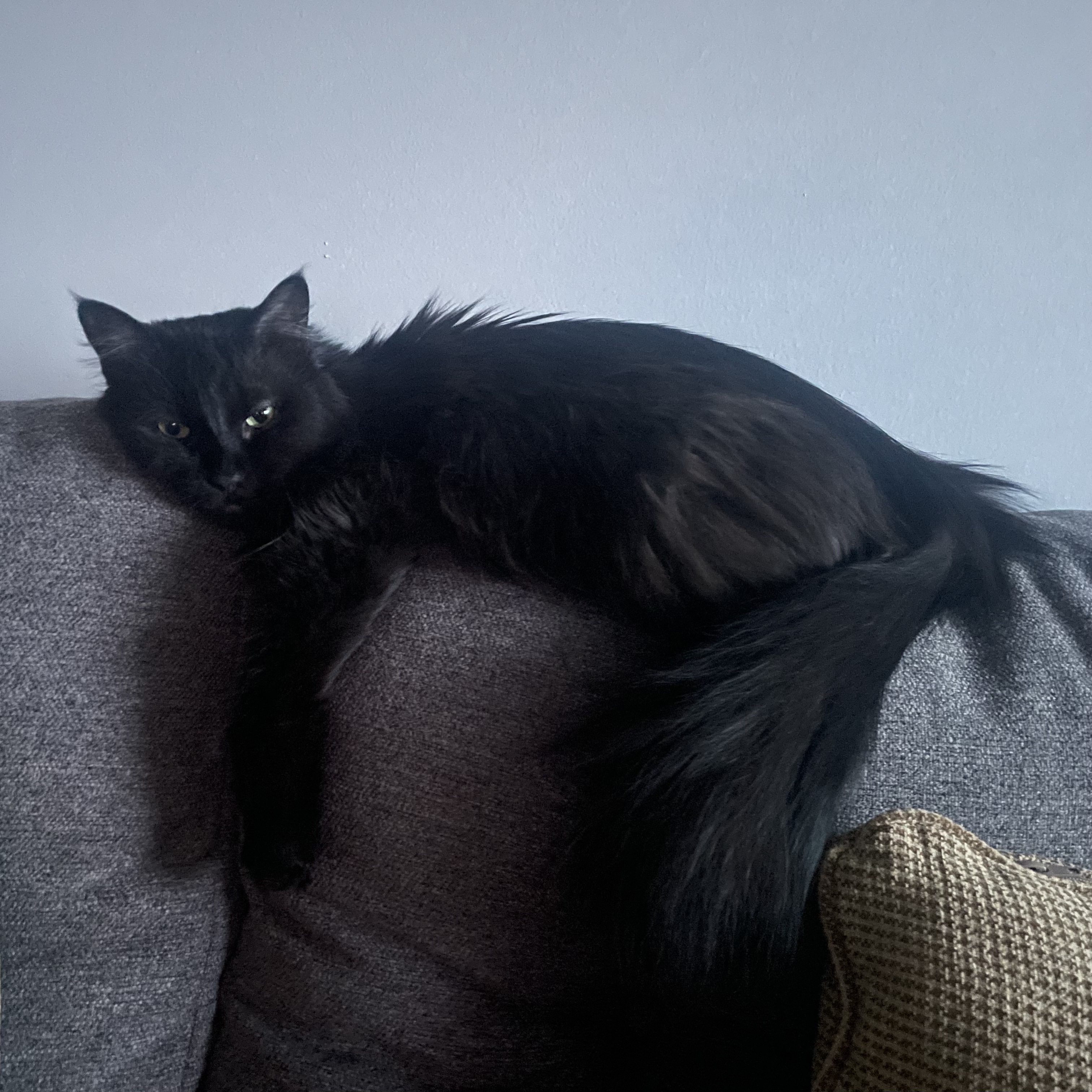 Long-haired black cat